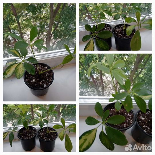 Комнатные растения цветы