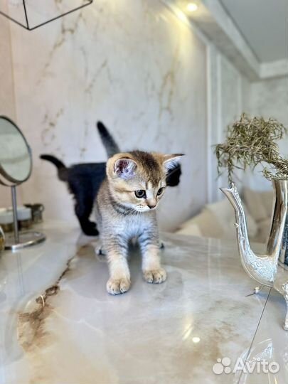 Шотланский котенок