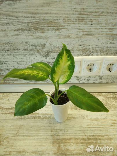 Диффенбахия Камилла