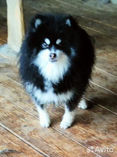 Мальчик мини хаски помски