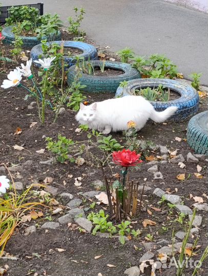 В добрые руки кошка стерилизованная