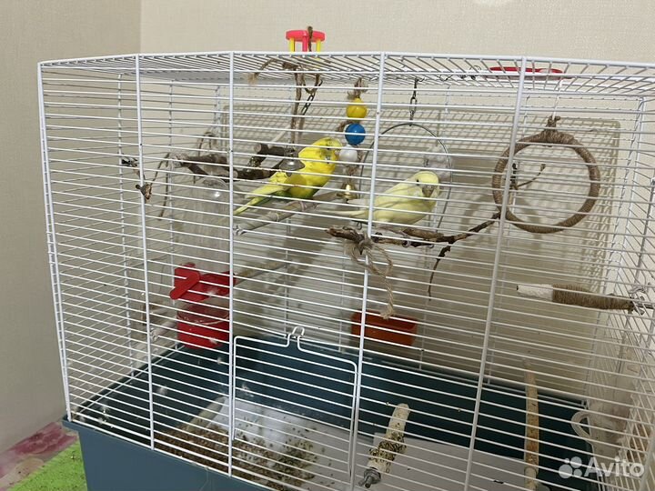 Волнистый попугай