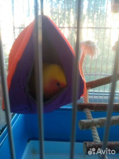 Попугай ручной неразлучник с клеткой