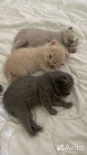 Британская