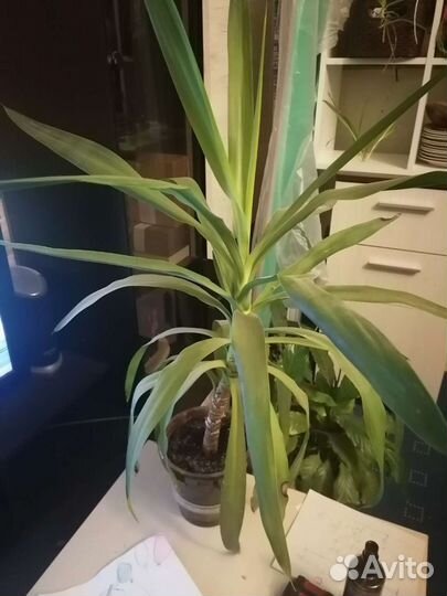 Юкка комнатная