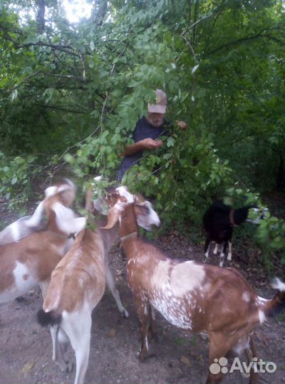 Продаю. Козёл Шами 100. Вязка. Козы нубийские чп