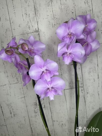 Орхидея фаленопсис