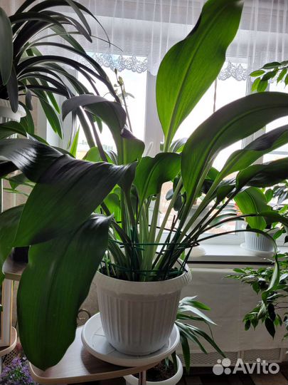 Цветок Амазонская лилия