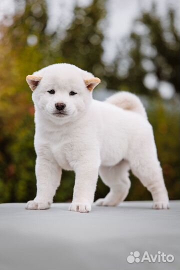 Сиба мальчик