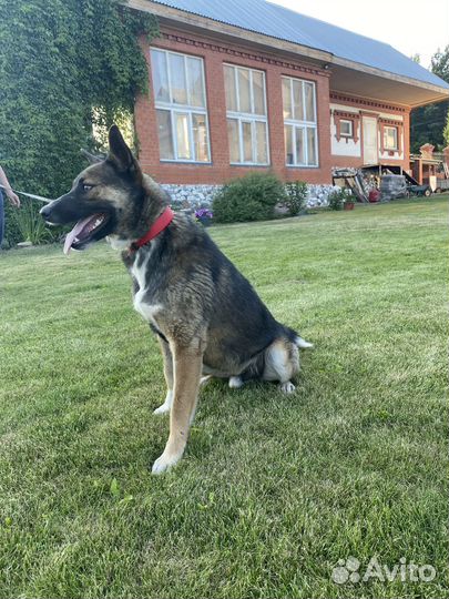 Отдам щенка мальчика в добрые руки