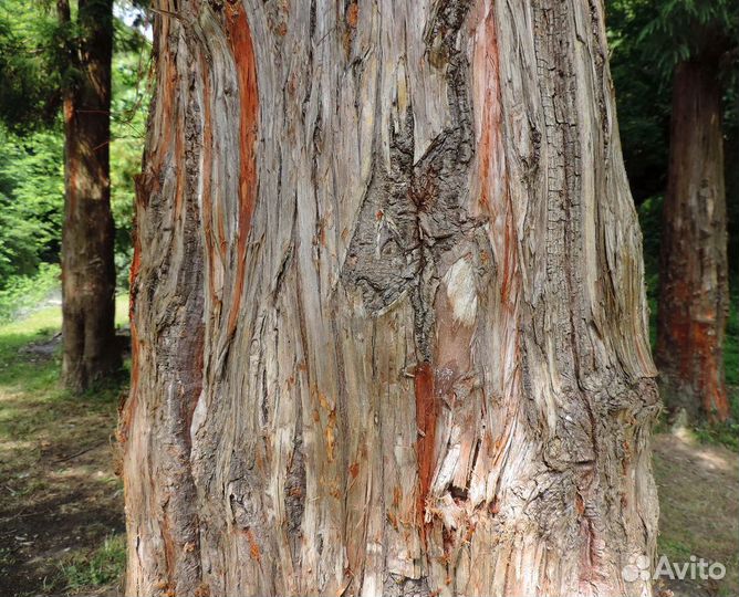 Криптомерия Японская/Элегантная, семена