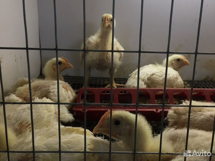 Цыплята бройлера кобб500 Испания