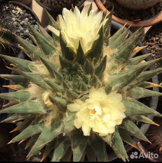 Кактус Ariocarpus trigonus