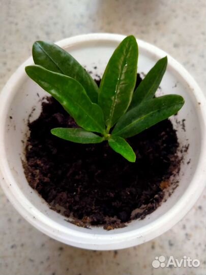 Кротон узколистный