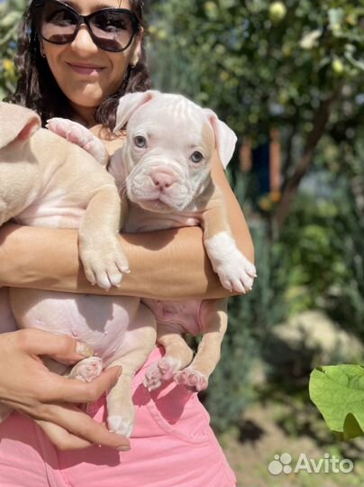 Американский булли