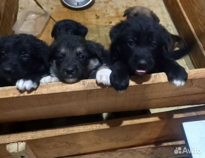 Щенки в добрые руки (мама немецкая овчарка)