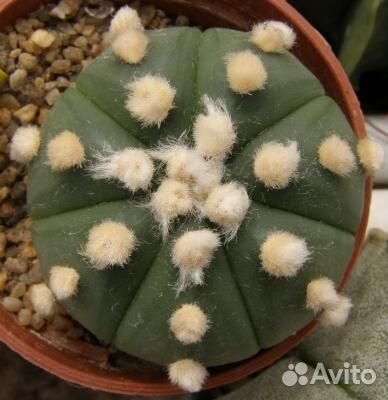 Семена Astrophytum myriostigma cv 'Onzuka' 15семян