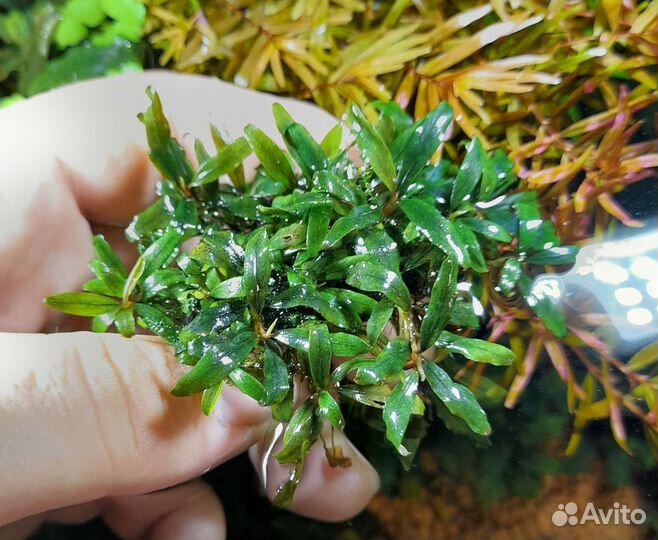 Буцефаландры. Аквариумные растения