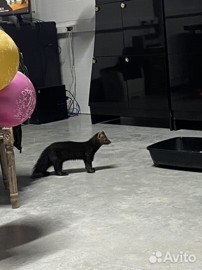 Соболь животное