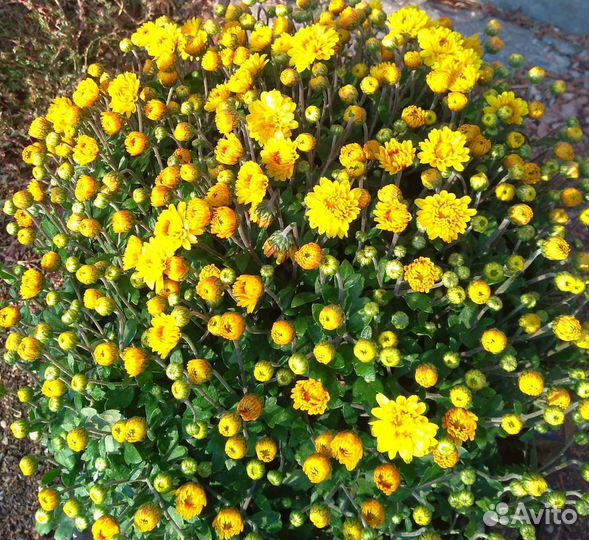 Хризантема мультифлора