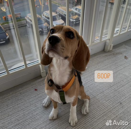 Шлейка куртка для собаки