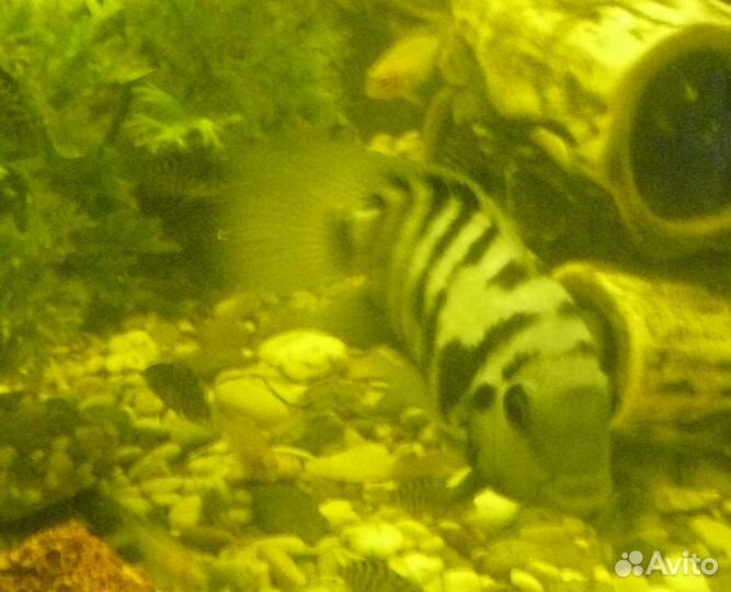 Неприхотливые интересные рыбы фламинго и чернопосы