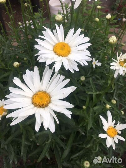 Ромашки флоксы папоротник садовый