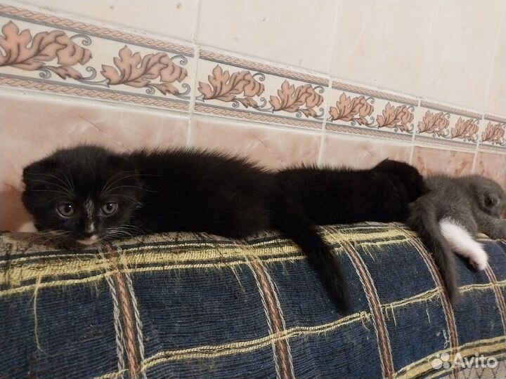 Шотландская вислоухая метисы