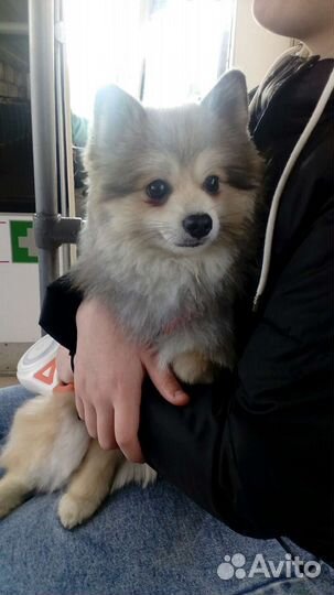 Шпиц мальчик вязка