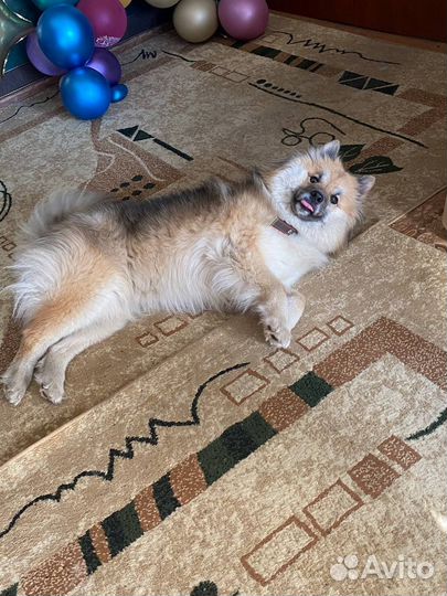 Собака, девочка вольф-шпиц в добрые руки