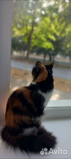 Кошки в добрые руки