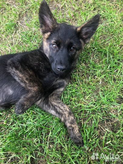 Щенки в добрые руки бесплатно