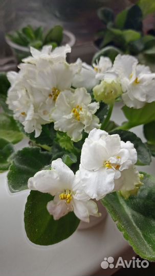 Сортовые фиалки