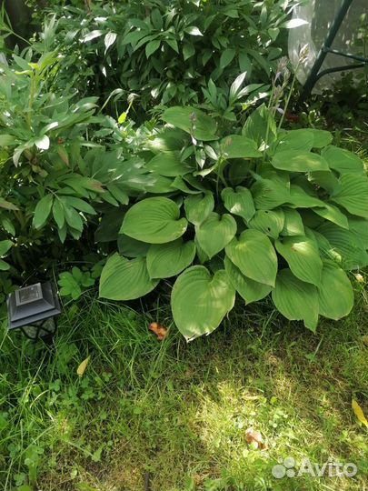 Хоста зелёная