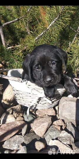 Щенки лабрадора