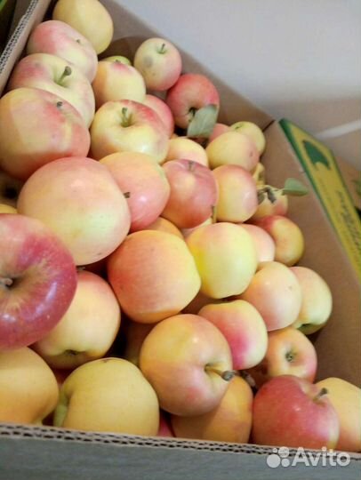 Яблоки оптом