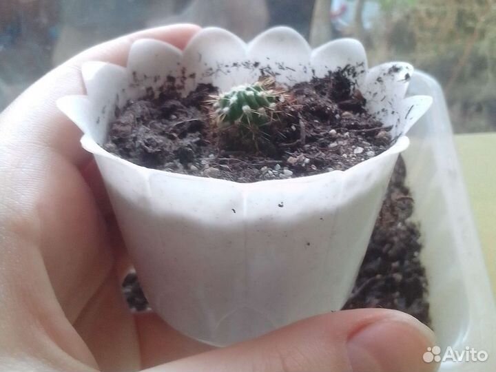 Кактусы, маленькие выращенные из семян