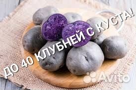 Картофель Монах семенной и на еду