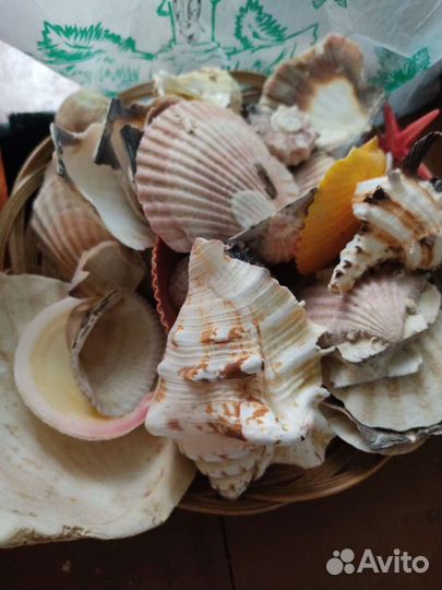 Морские ракушки раковины, набор