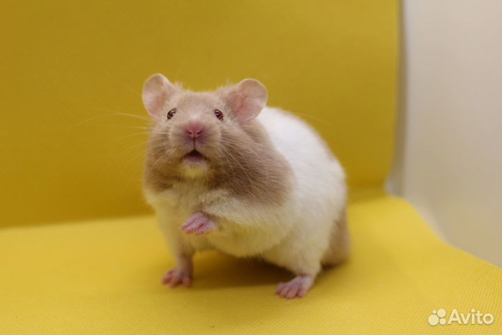 Сирийский хомяк мальчик 2 мес Юпитер