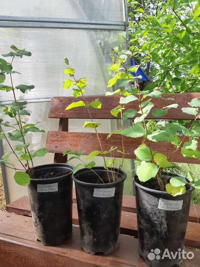 Декоративные кустарники