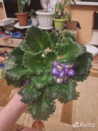 Фиалка взрослая цветущая