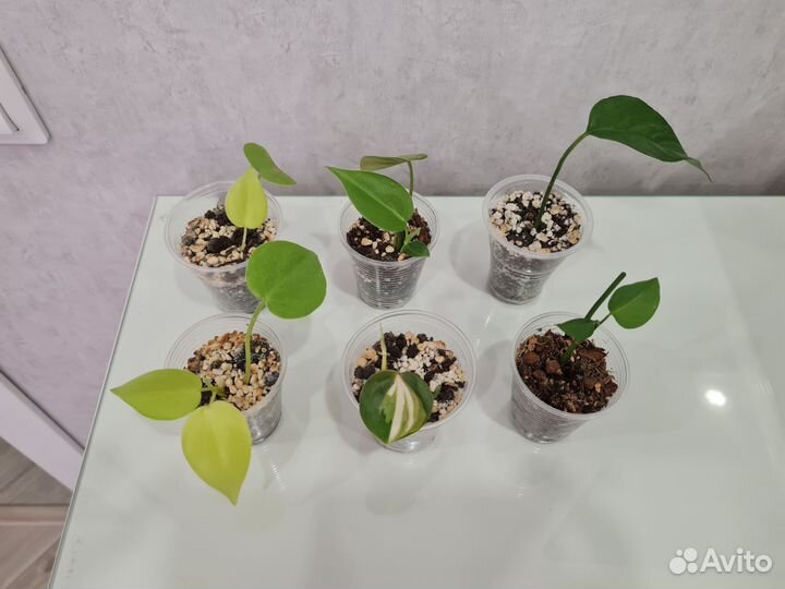 Монстеры, сингониумы, филодендроны, сциндапсусы