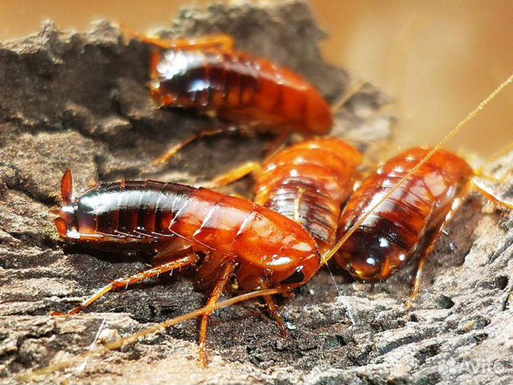 Туркменский таракан