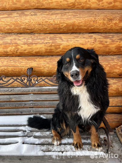 Бернский зенненхунд Вязка