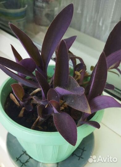 Традесканция