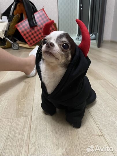 Худи для собак