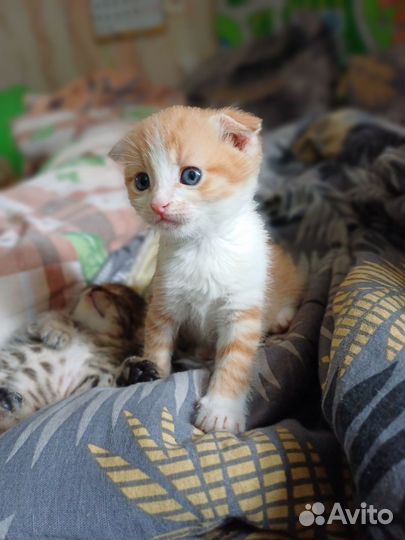 Котёнок Гена в добрые руки