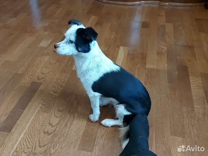 Щенки маленьких пород в добрые руки