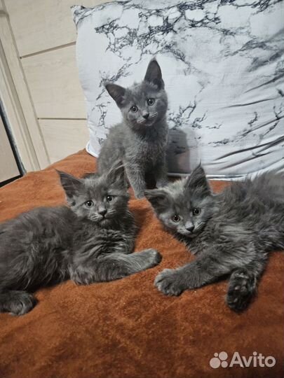 Британские котята